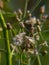 Close up image of the beautyful flowers.sintrong,dandelion,floral