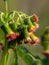 Close up image of the beautyful flowers.sintrong,dandelion,floral