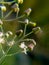 Close up image of the beautyful flowers.sintrong,dandelion,floral