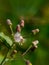 Close up image of the beautyful flowers.sintrong,dandelion,floral