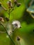 Close up image of the beautyful flowers.sintrong,dandelion,floral