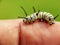 Close up image of the beautyful insect. Caterpillar. Lepidoptera