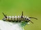 Close up image of the beautyful insect. Caterpillar. Lepidoptera