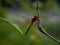 Close up image of the beautyful insect.  Dragonfly