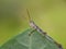 Close up image of the beautyful insect. Grasshoper