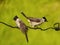 close up image of the beautyful  sooty-headed Bulbul. animal,  wildlife photography