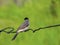 close up image of the beautyful  sooty-headed Bulbul. animal,  wildlife photography