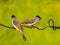 close up image of the beautyful  sooty-headed Bulbul. animal,  wildlife photography