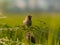 close up image of the beautyful  sparrow. animal,  wildlife photography