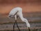 close up image of the beautyful stork. animal,  wildlife photography