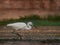 close up image of the beautyful stork. animal,  wildlife photography