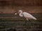 close up image of the beautyful stork. animal,  wildlife photography