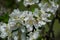 Close-up image of bee collecting nectar and pollen of white blossoming apple fruit tree, first spring tree`s blossom, hard working