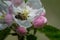 Close-up image of bee collecting nectar and pollen of white blossoming quince fruit tree, first spring tree`s blossom