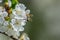 Close-up image of bee collecting nectar and pollen of white blossoming sour cherry fruit tree, first spring tree`s blossom