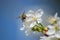 Close-up image of bee collecting nectar and pollen of white blossoming sour cherry fruit tree, first spring tree`s blossom