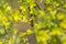 Close-up image of bee collecting nectar and pollen of yellow blossoming plant in the garden, broccoli blooming, day in the spring