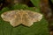 Close up image of a beige moth on a tree leaf