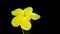 Close up image of bitter melon flower isolated in black background