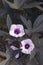 Close-up image of Blackie sweet potato vine  flowers