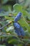 Close up image of Blue honeysuckle fruits.