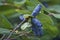 Close up image of Blue honeysuckle fruits.