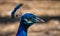 Close up image of a blue male peacock or peafowl showing just it's head and neck with a blurred background.