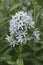 Close-up image of Blue star flowers