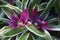 Close-up image of Blushing bromeliad plant in blossom