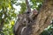 A close up image of a Bonnet Macaque Monkey baby with its mother grooming it