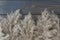 Close up image of  branches of beige pampas grass Cortaderia Selloana on dark wooden background,