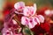 Close up image of bright pink geranium