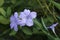 Close-up image of Britton`s wild petunia flowers