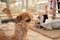 Close up image of brown alpaca`s head. Group of llamas at the Alpaca World, South Korea