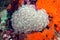 Close-up image of bubble coral (Plerogyra sinuosa)