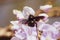 Close-up image with a bumblebee with pollen on him pollinating in a Glycine sinensis flower