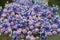 A close up image of a bunch violet flowers.