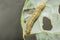 A close up image of a Cabbage Moth caterpillar, Mamestra brassicae