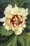 Close-up image of Callie`s Memory Itoh peony  flower