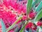Close up image of Callistemon Speciosus flower