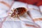 This close-up image captures a bed bug, a common household pest, as it crawls across a white bed linen. The detailed