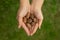 A close-up image capturing a girl\'s hands holding whole walnuts with shells
