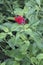 Close-up image of Changeable velvetberry flowers