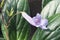 Close-up image of Chirita flower and leaves