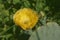 Close-up image of Cholia cactus flower