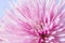 Close up image of chrysanthemum