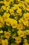 Close up image of a cluster of viola pedunculata flowers