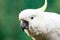 Close up image of a cockatoo with copy space