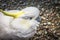 Close up image of a cockatoo with copy space