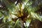 A close-up image of coconuts hanging on a palm tree